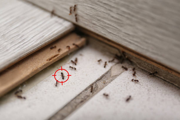 Professional Pest Control in Ironton, OH