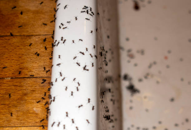 Best Cockroach Control Services  in Ironton, OH