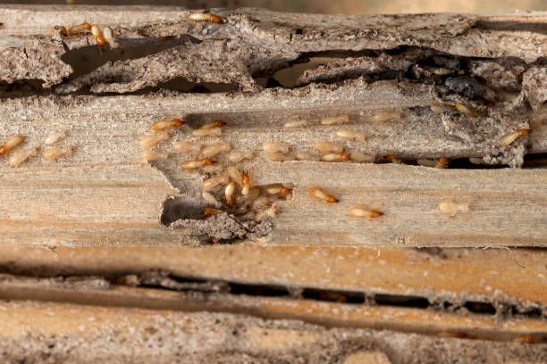Best Residential Pest Control  in Ironton, OH